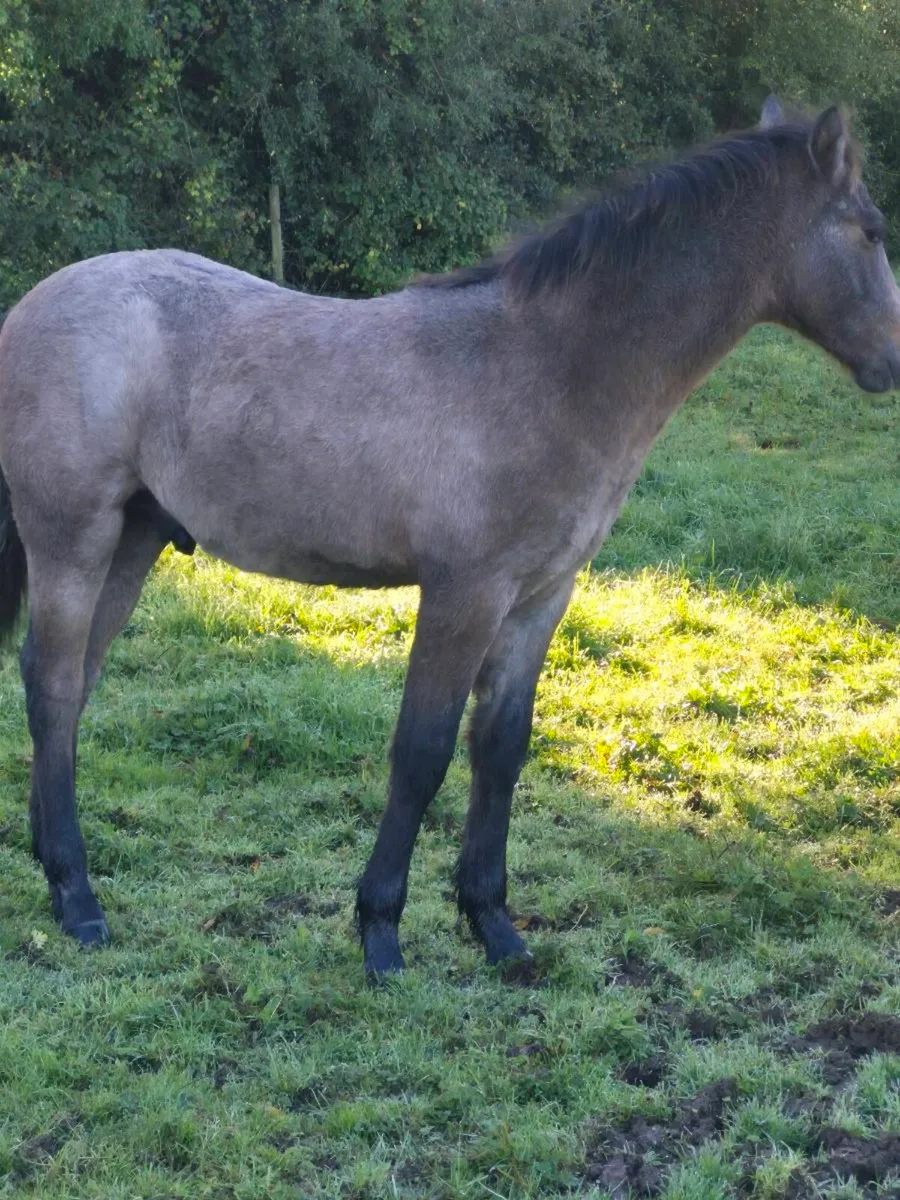 Reg Connemara colt foal - Image 3
