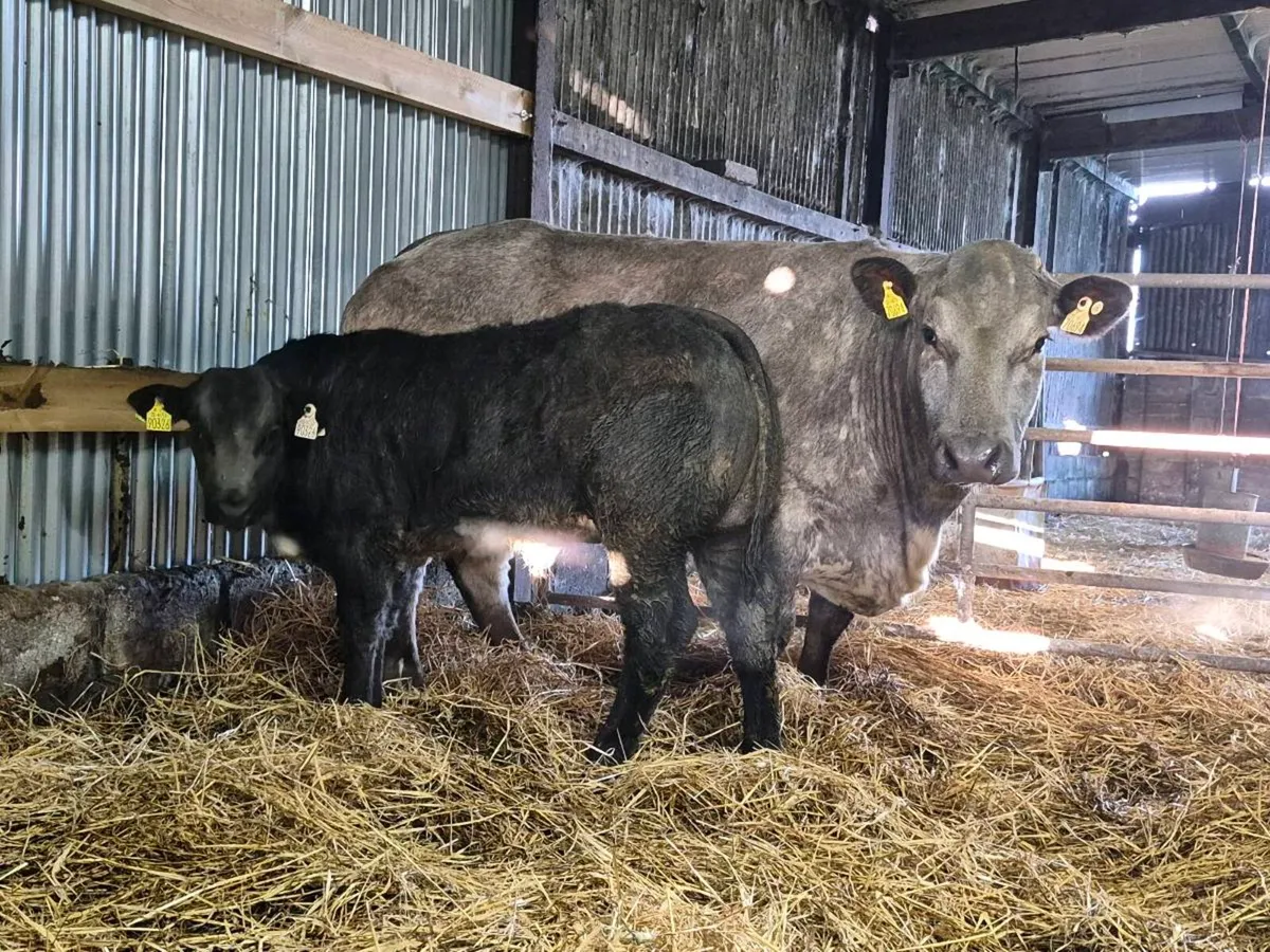 INCALF HEIFERS - Image 4