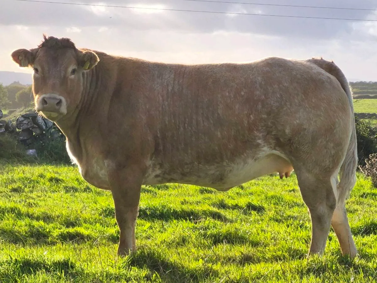 INCALF HEIFERS - Image 1
