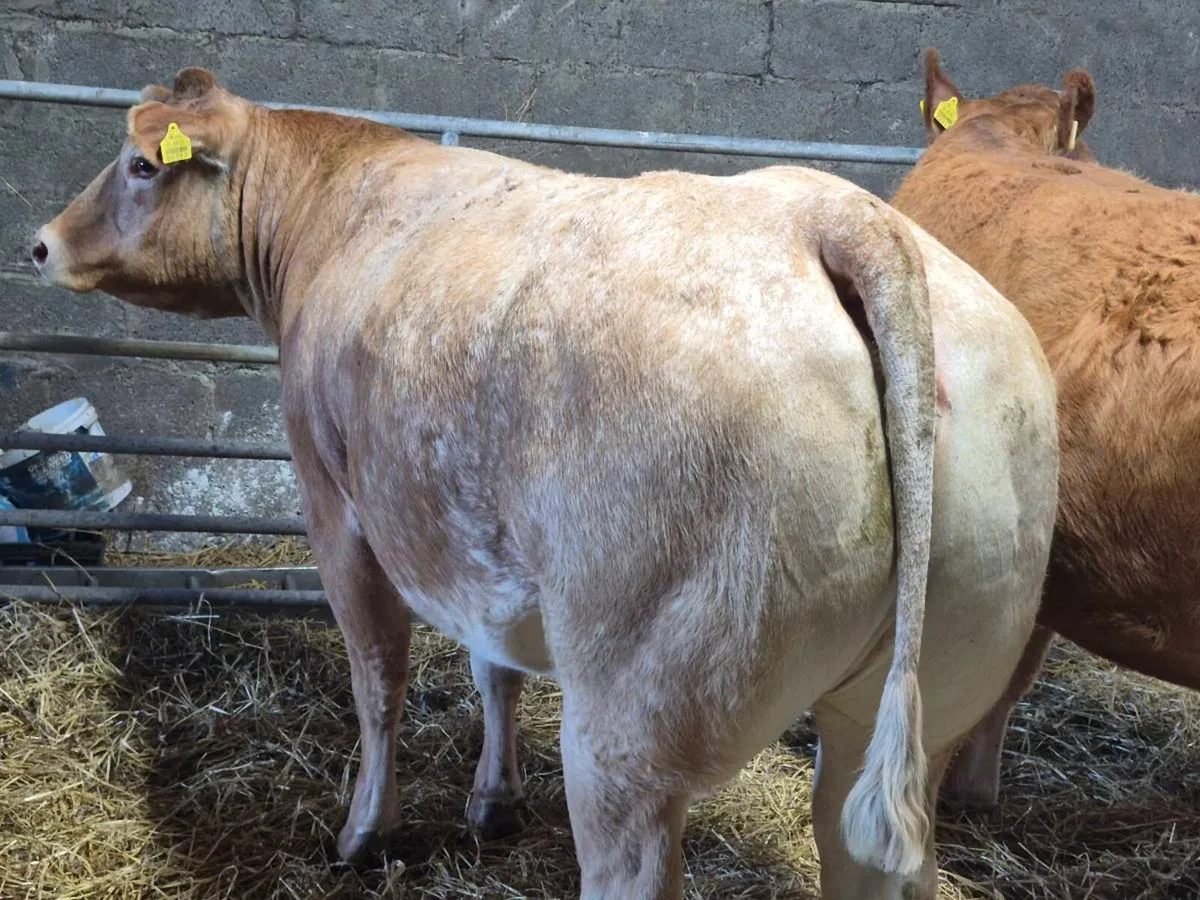 INCALF HEIFERS - Image 3