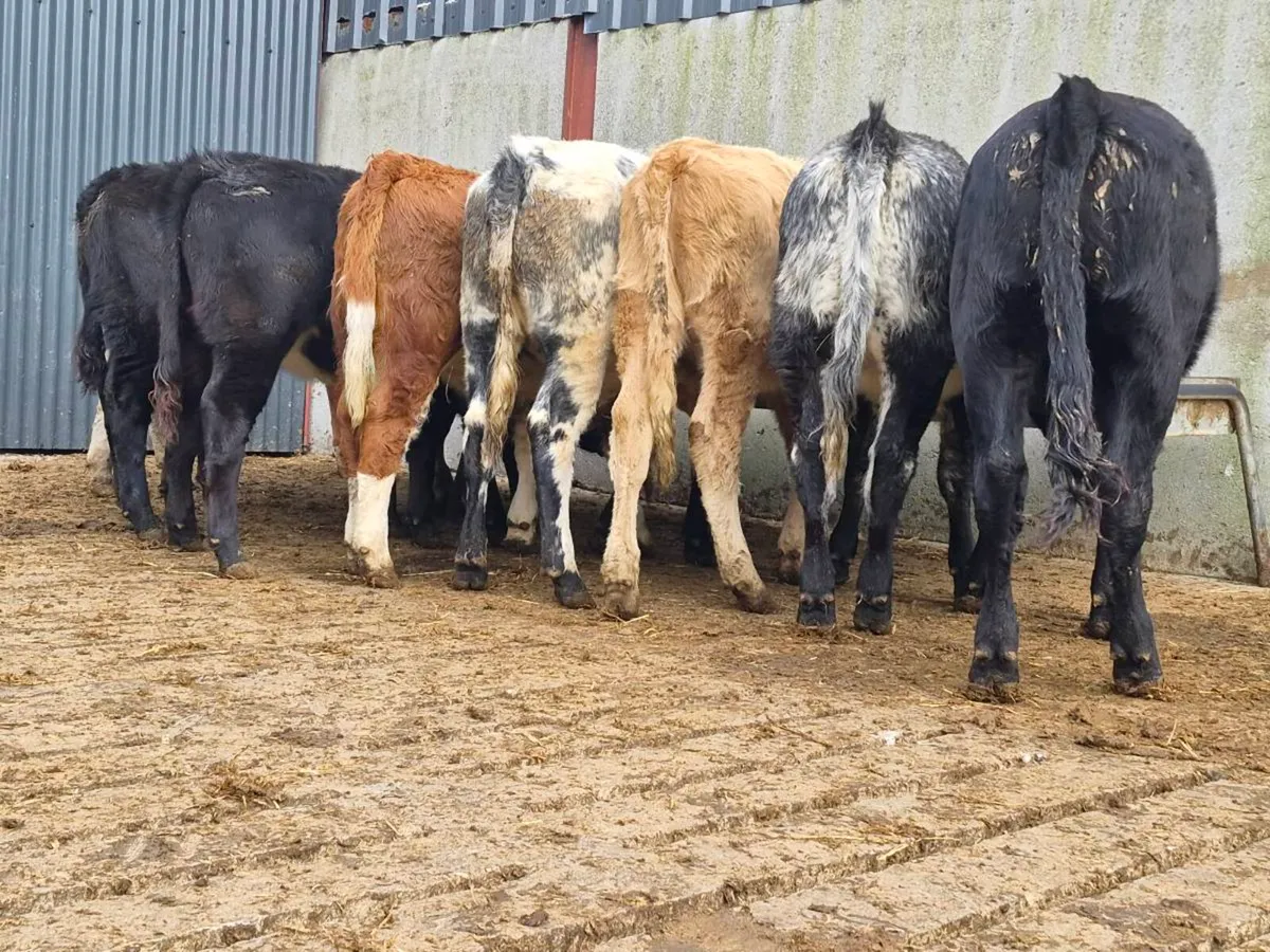 10 Super Heifer Weanlings - Image 4
