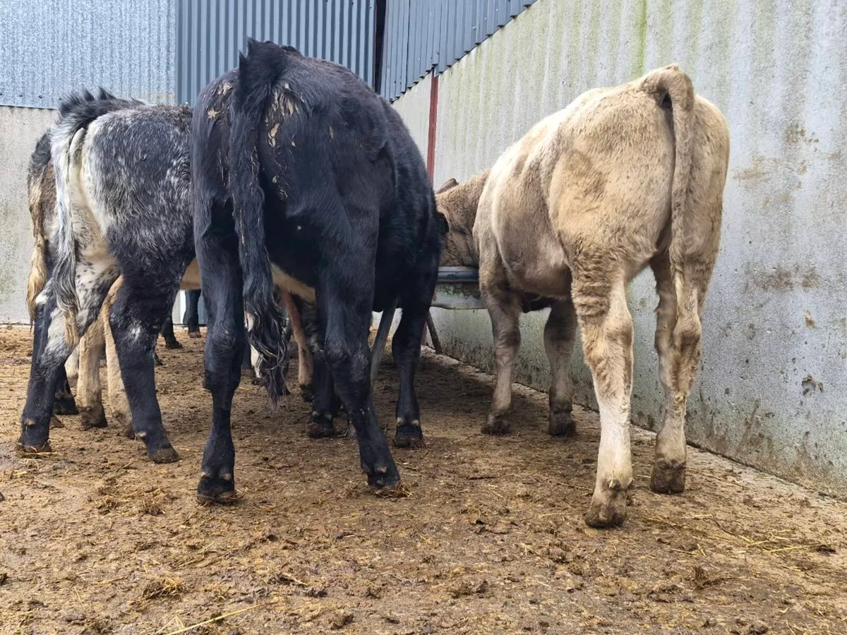 10 Super Heifer Weanlings - Image 1