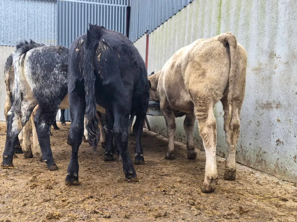 10 Super Heifer Weanlings - Image 2