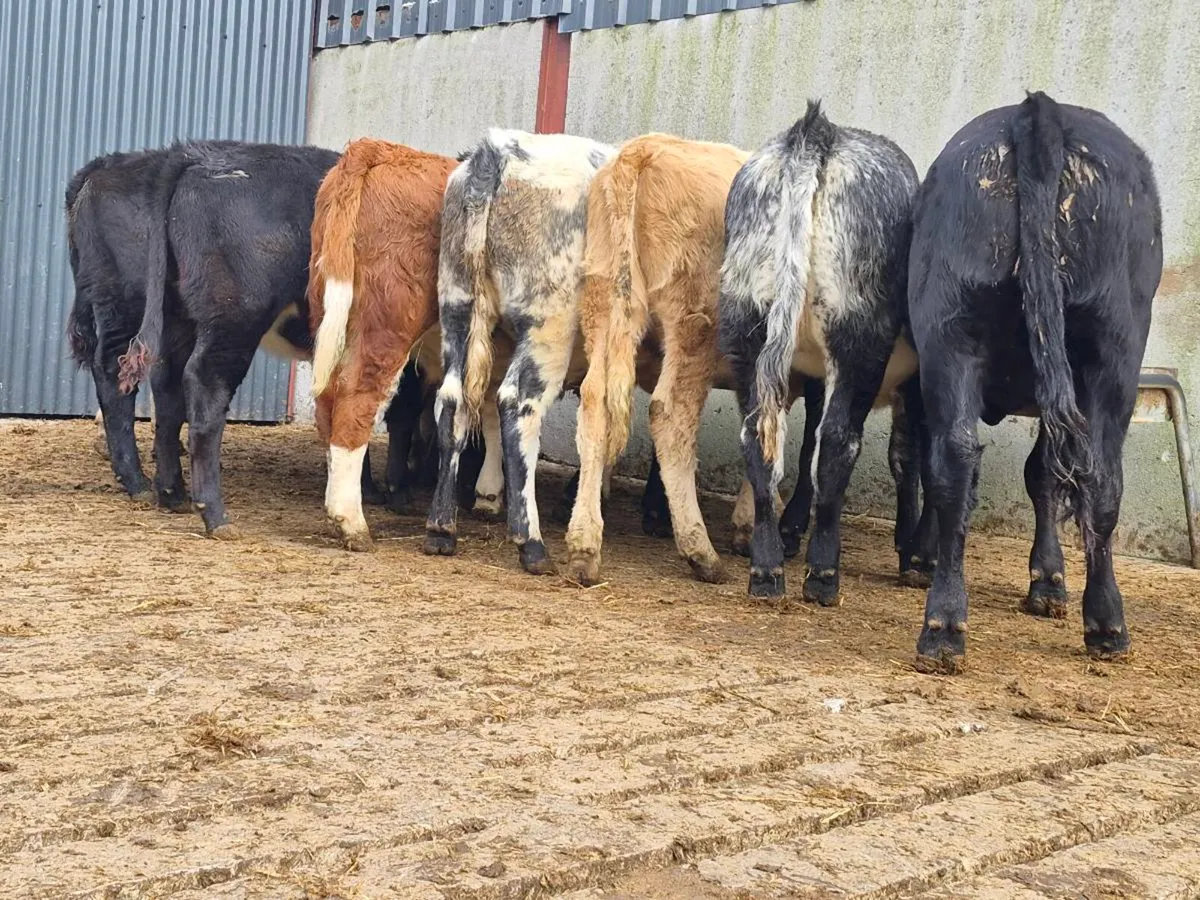 10 Super Heifer Weanlings - Image 3