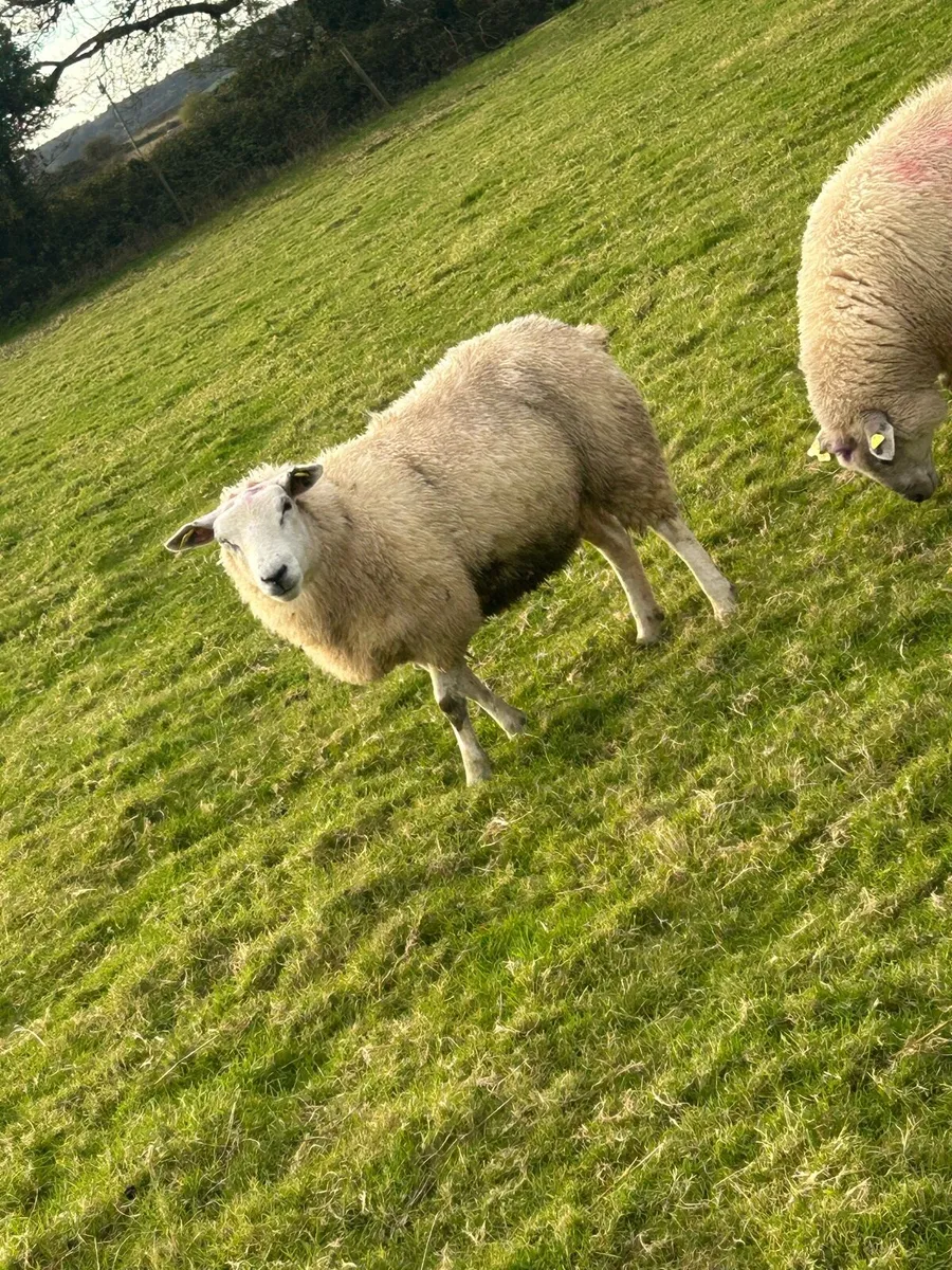 Blue Texel/Texel Ewes - Image 3