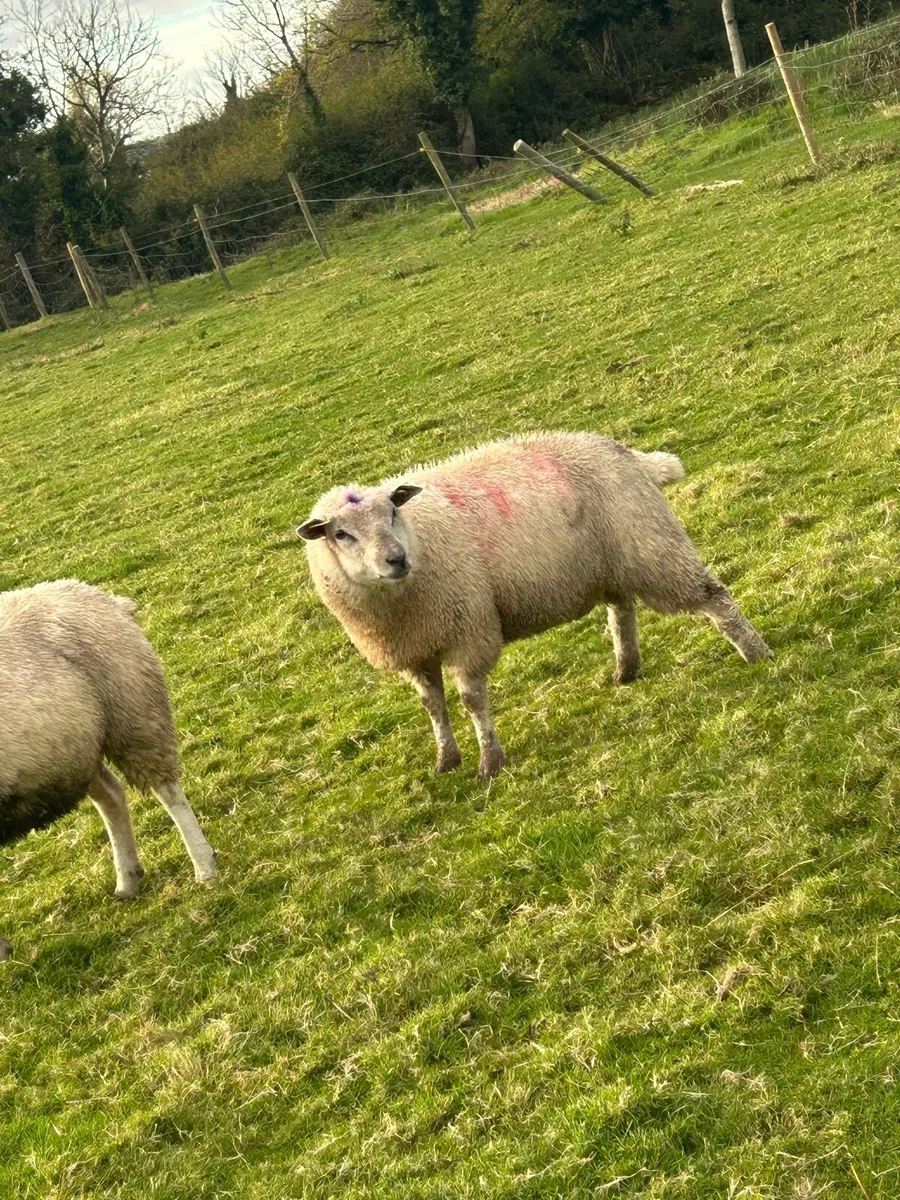 Blue Texel/Texel Ewes - Image 4