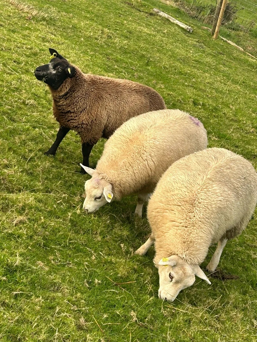 Blue Texel/Texel Ewes - Image 1