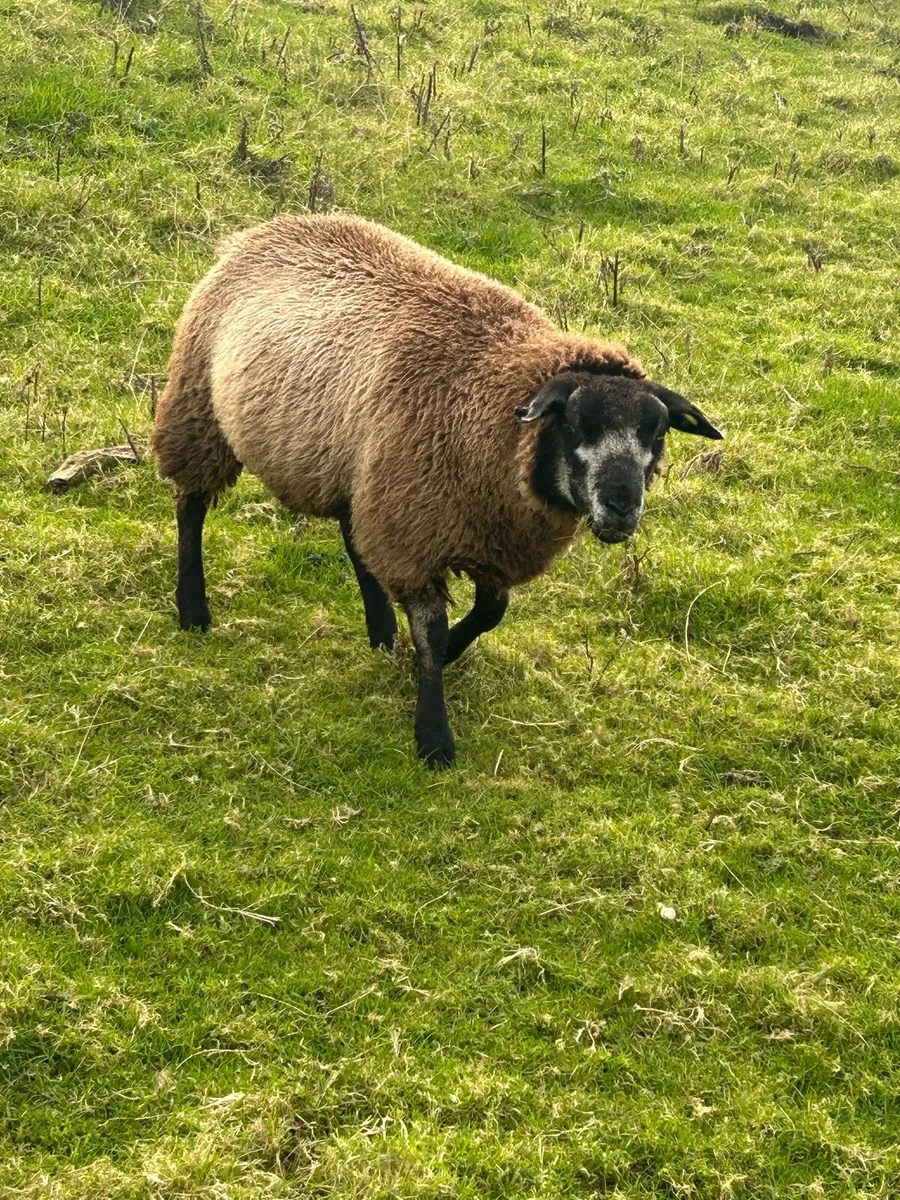 Blue Texel/Texel Ewes - Image 2