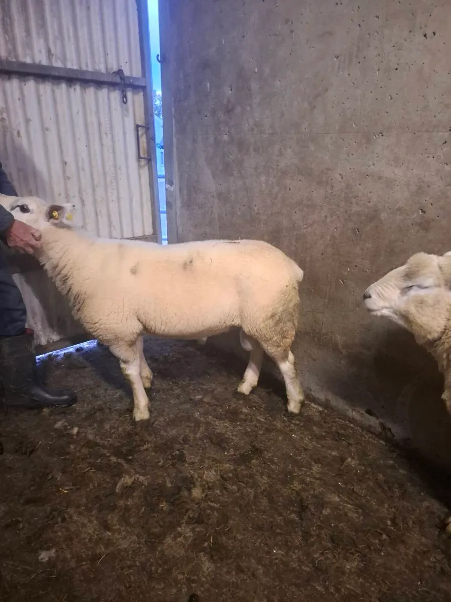 Purebread texel hogget ram - Image 1