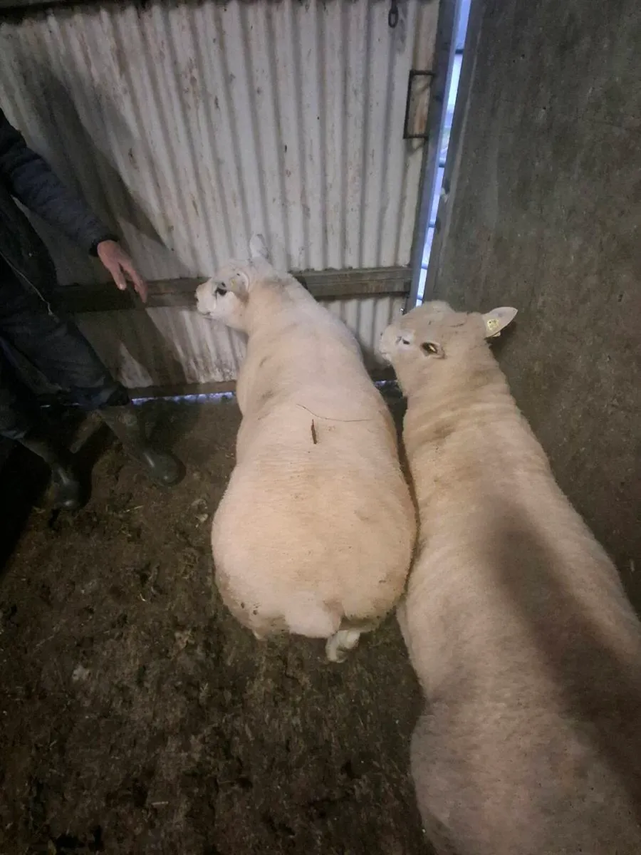 Purebread texel hogget ram - Image 2