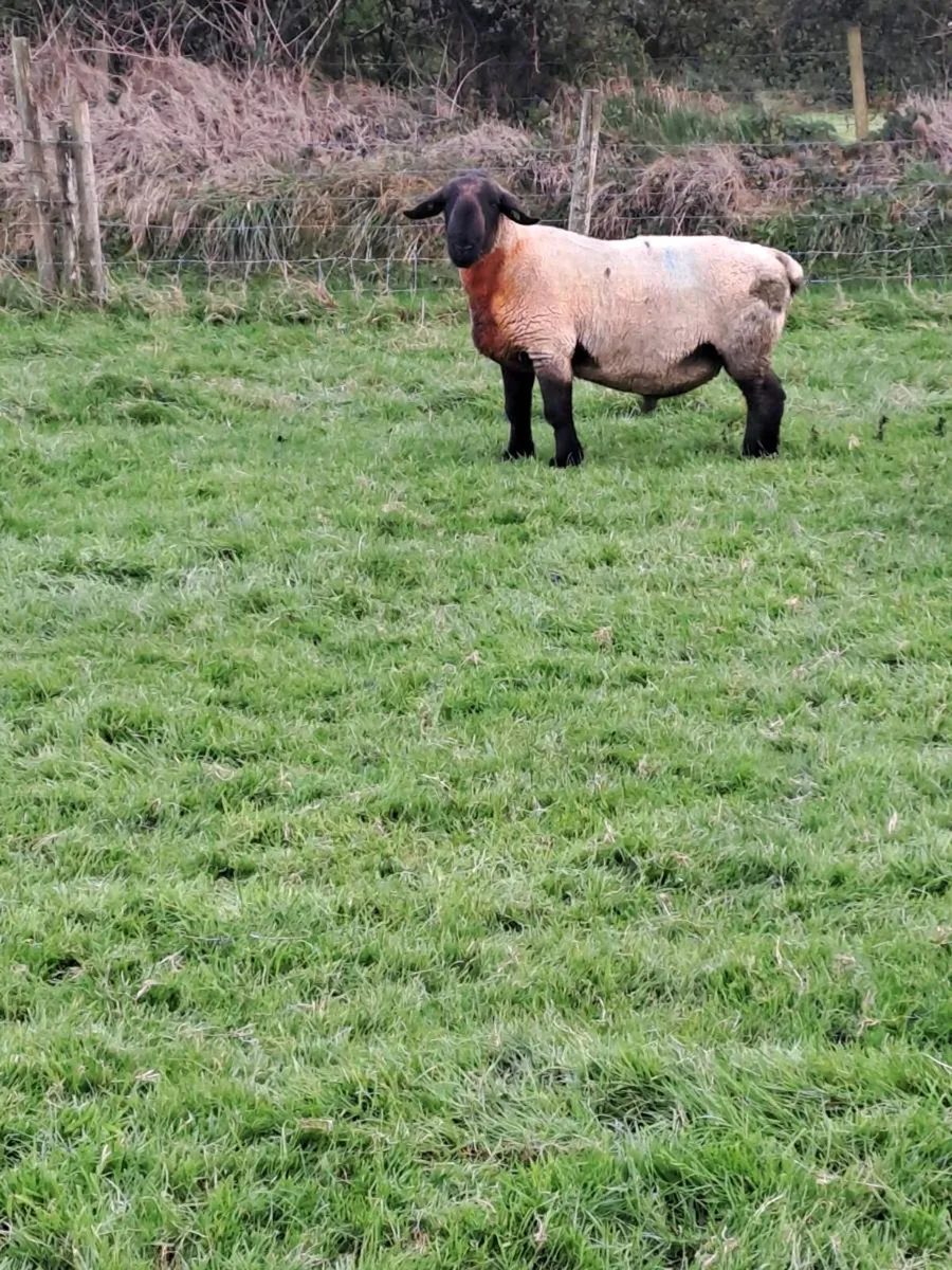 Pbr suffolk ram - Image 1