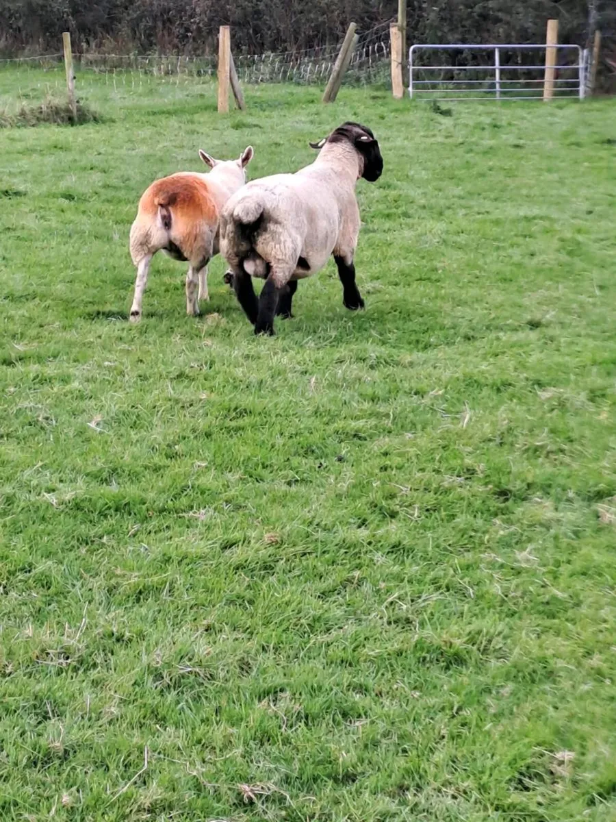 Pbr suffolk ram - Image 2