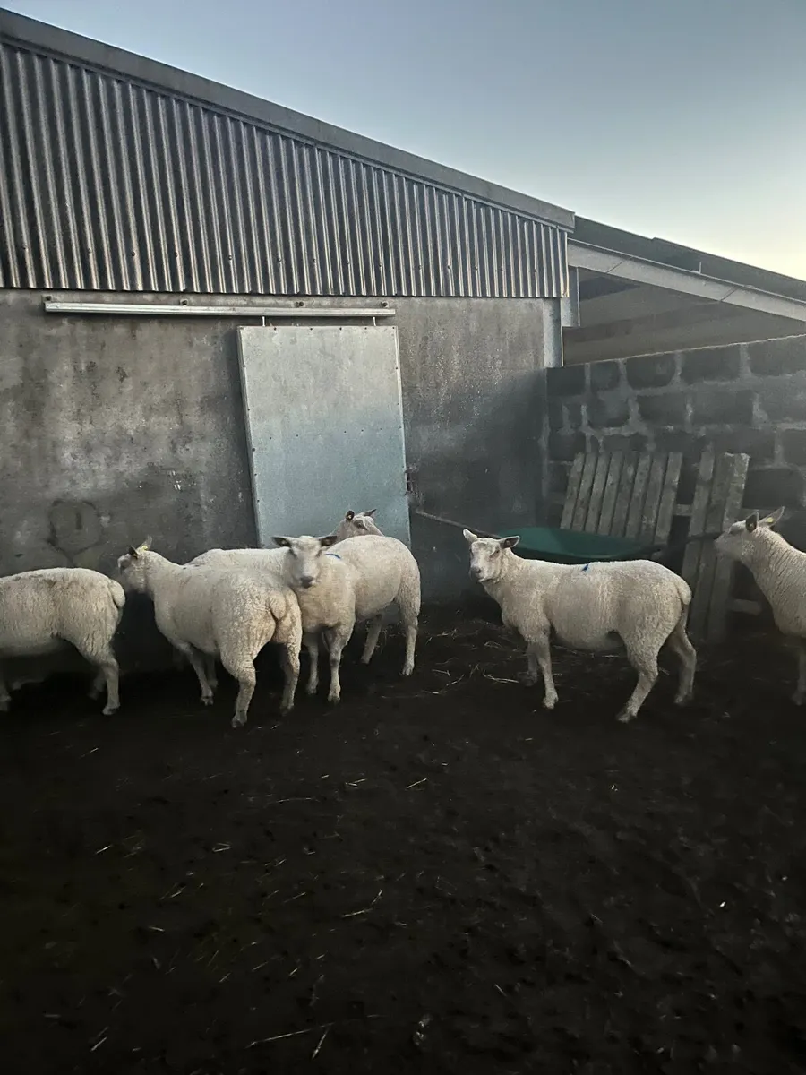 🔹tuam mart 20th October dispersal sale 🔹 - Image 2
