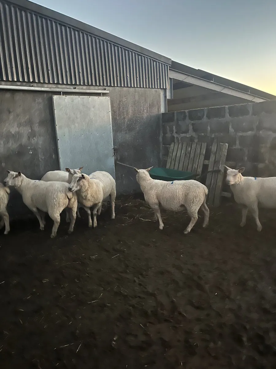 🔹tuam mart 20th October dispersal sale 🔹 - Image 3