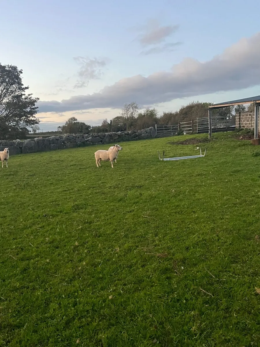 🔹tuam mart 20th October dispersal sale 🔹 - Image 4