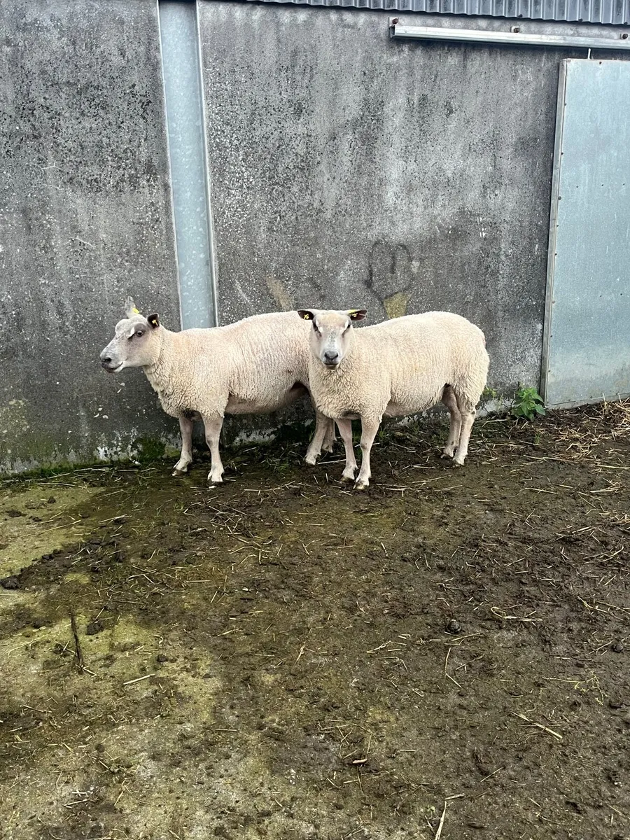 🔹tuam mart 20th October dispersal sale 🔹 - Image 1