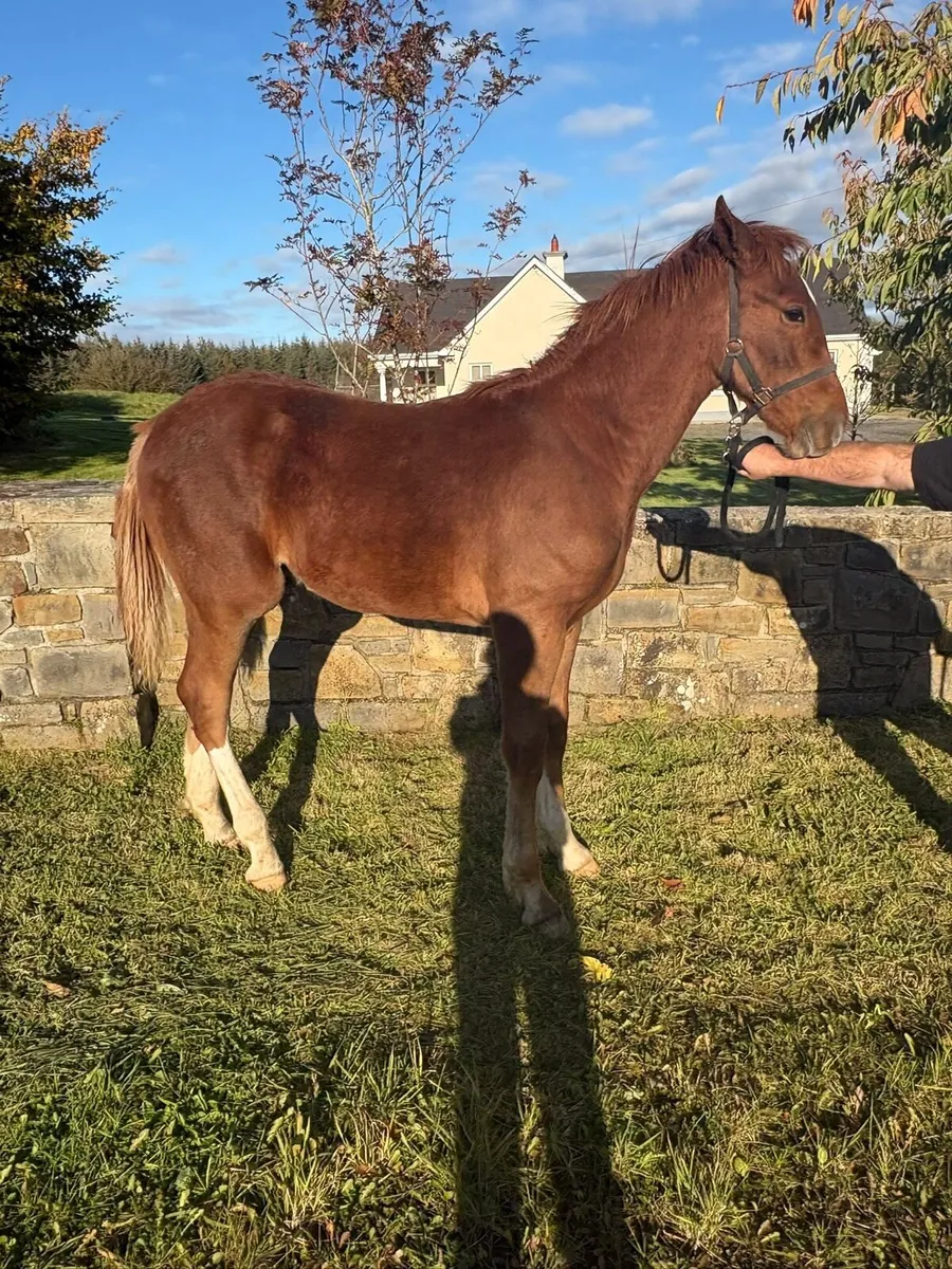 Irish Draught Colt foal - Image 2