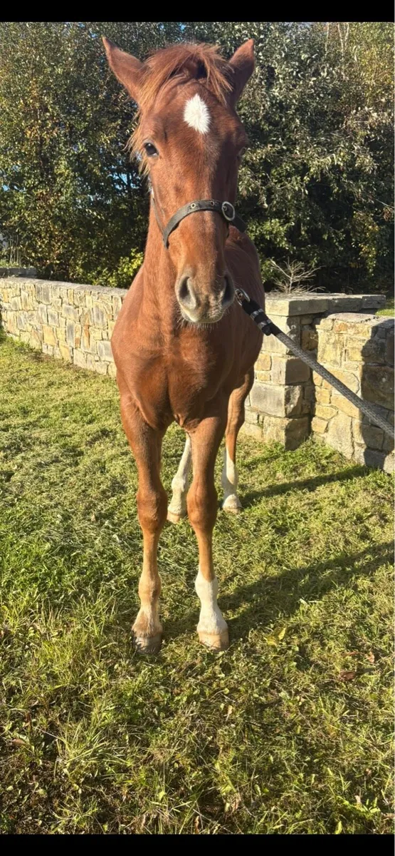 Irish Draught Colt foal - Image 1