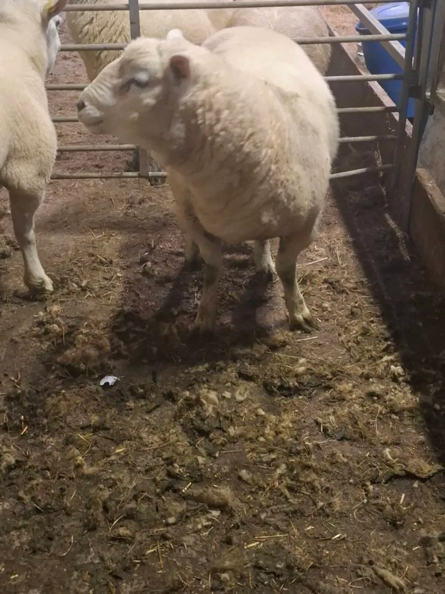 Purebread non reg polled dorset hogget ram - Image 3