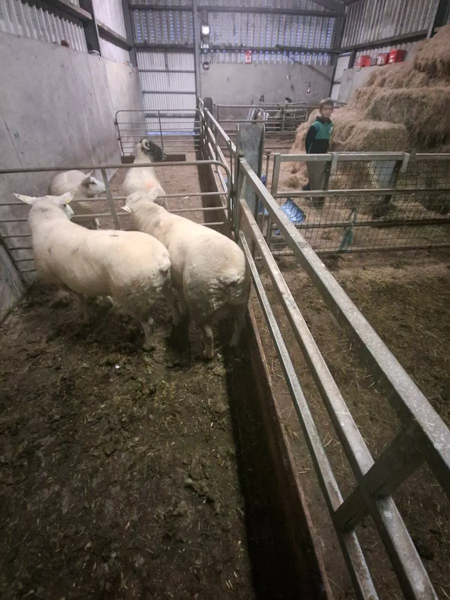Purebread non reg polled dorset hogget ram - Image 4
