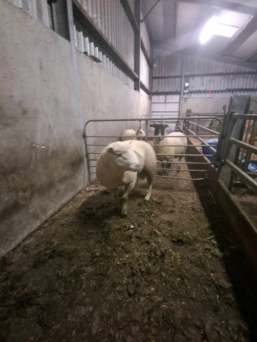 Purebread non reg polled dorset hogget ram - Image 1