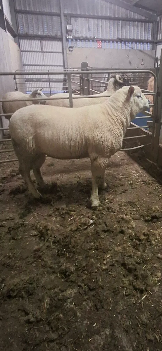 Purebread non reg polled dorset hogget ram - Image 2
