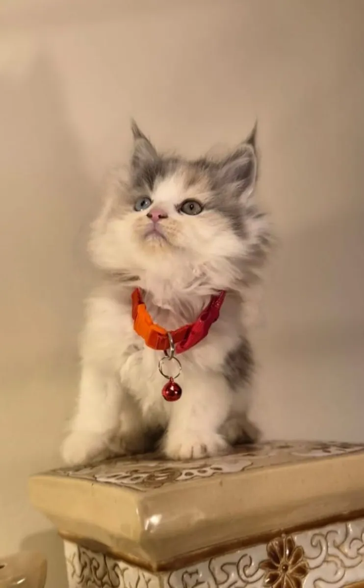 Maine Coon, Scottish Longhaired Cross - Image 3
