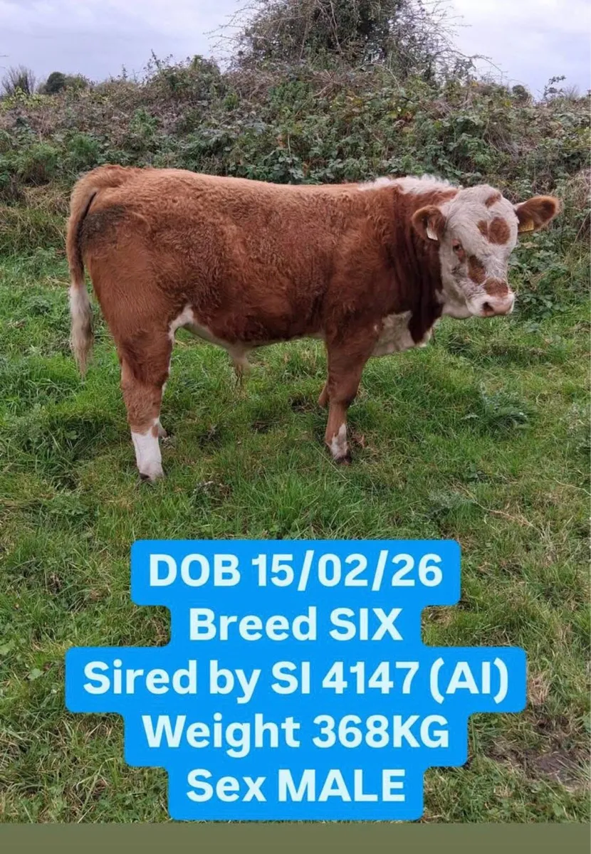 Simmental cattle for sale - Image 2