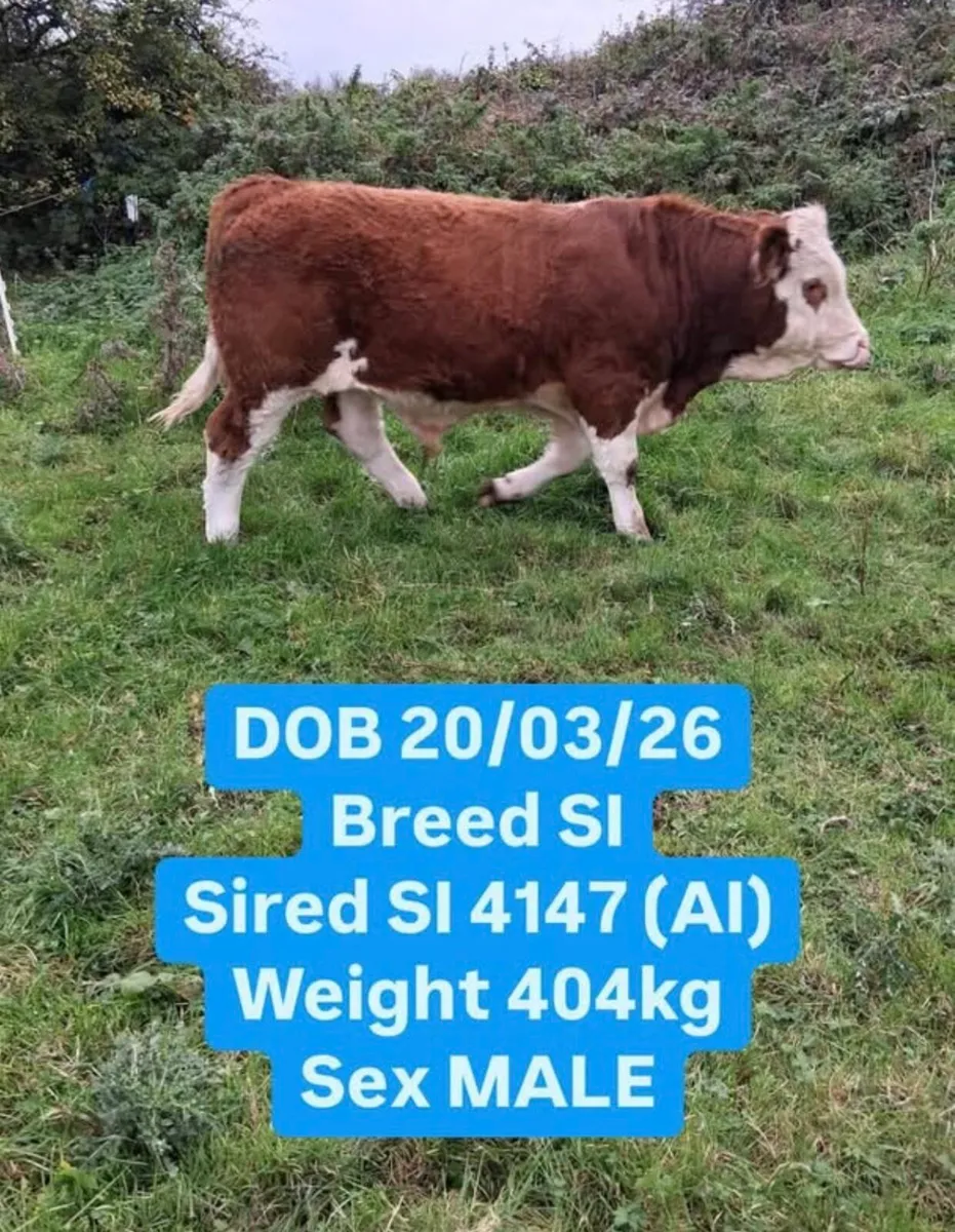 Simmental cattle for sale - Image 3