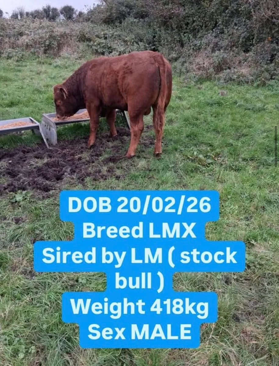 Simmental cattle for sale - Image 4