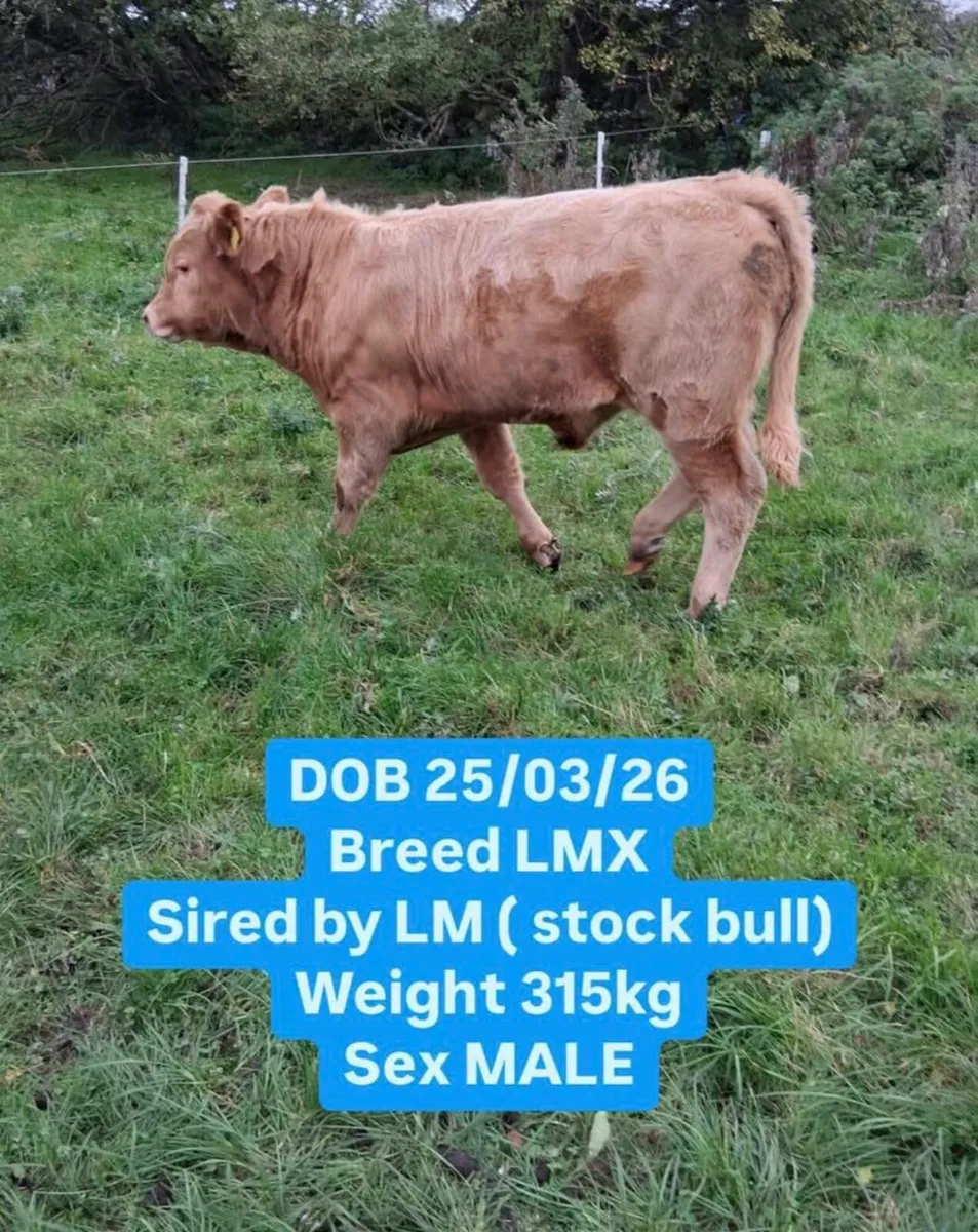 Simmental cattle for sale - Image 1