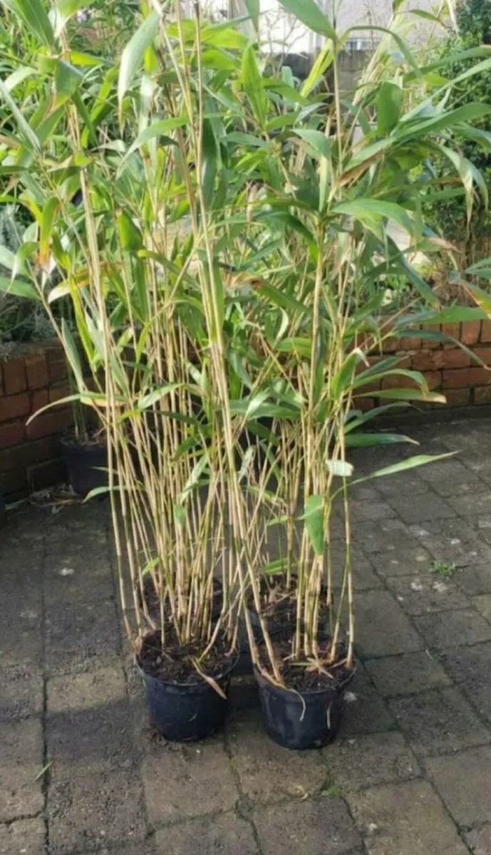Bamboos plants. Evergreen hedge.Delivery available - Image 2