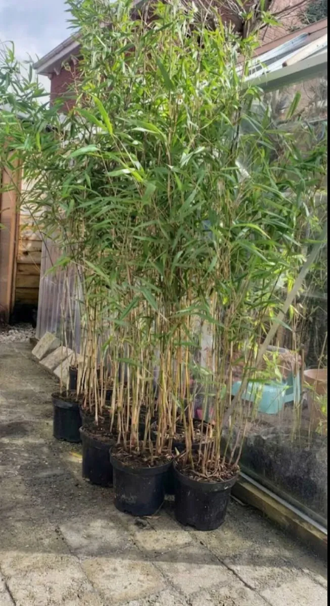 Bamboos plants. Evergreen hedge.Delivery available - Image 3