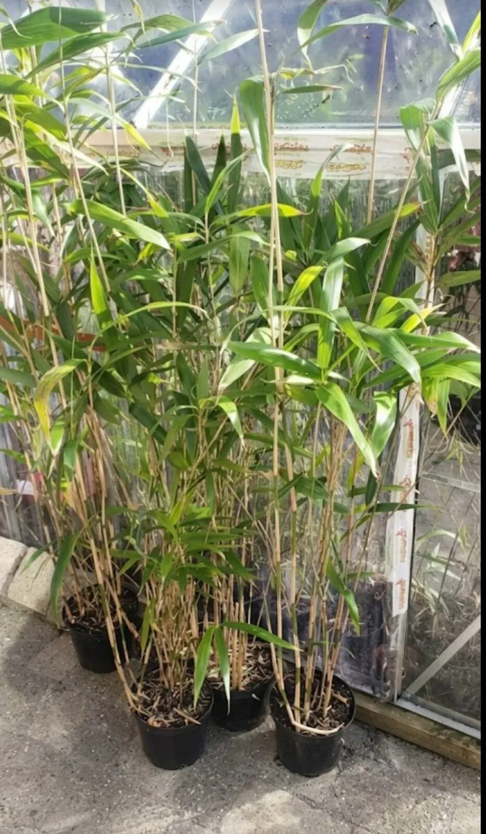 Bamboos plants. Evergreen hedge.Delivery available - Image 4