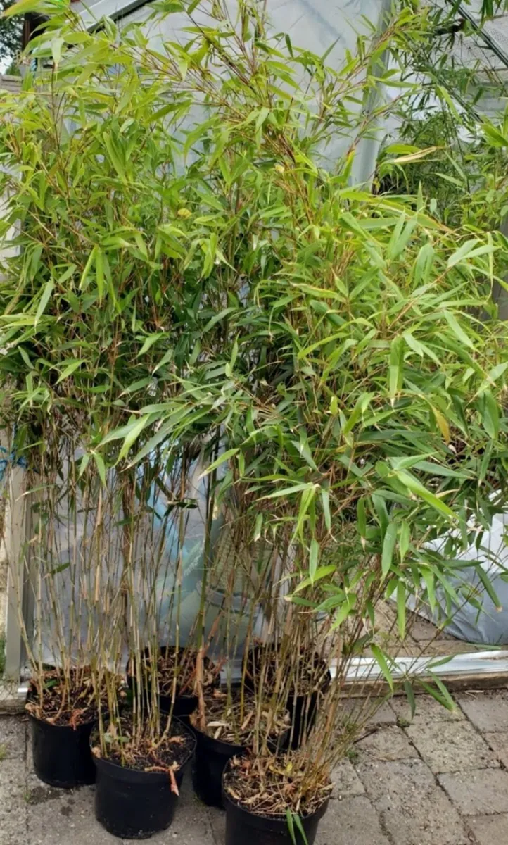 Bamboos plants. Evergreen hedge.Delivery available - Image 1