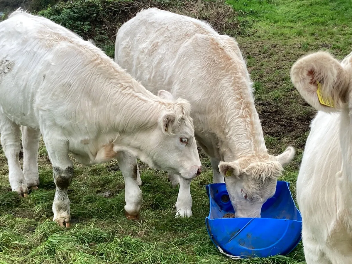 Heifers - Image 1