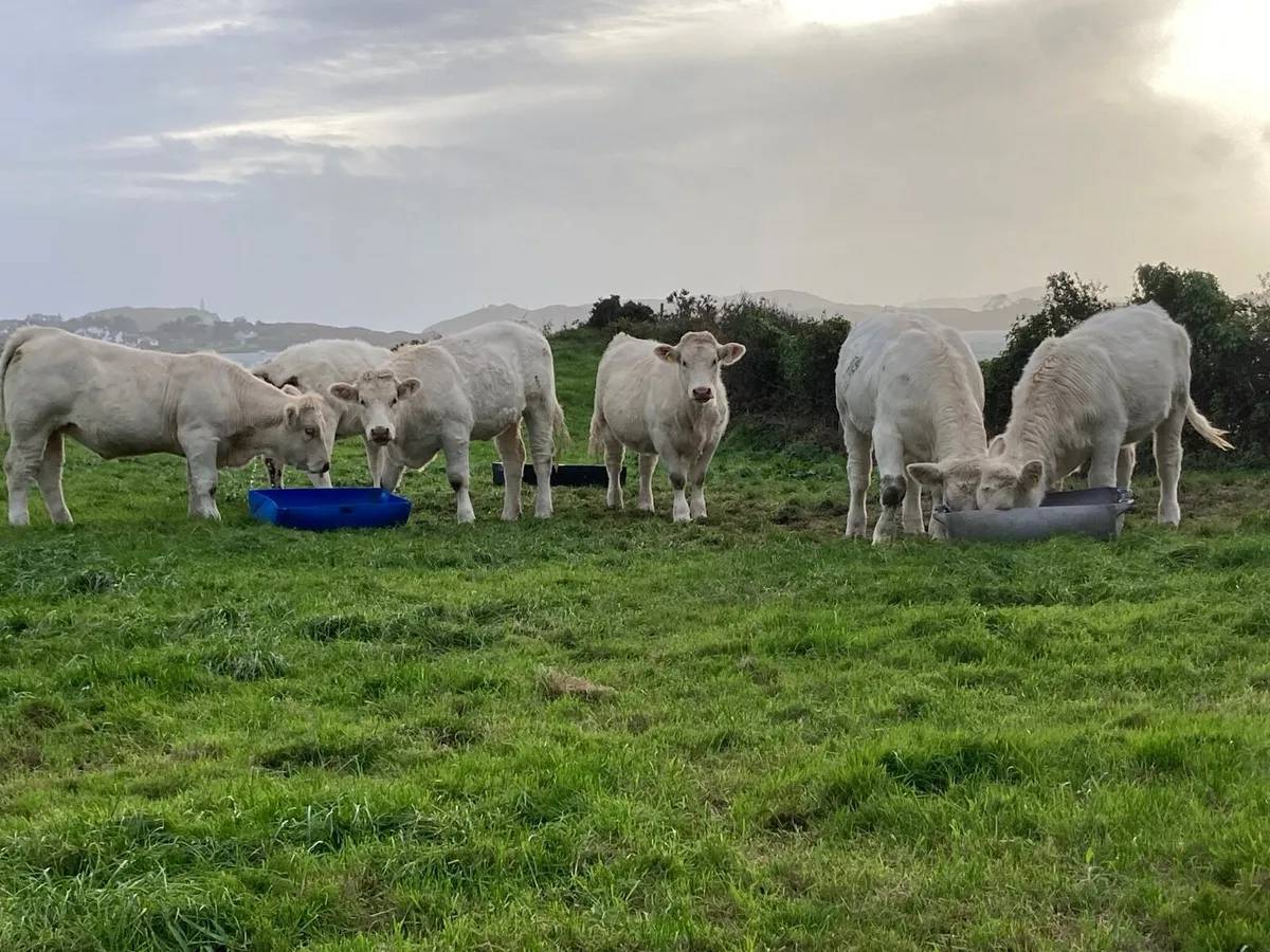 Heifers - Image 3