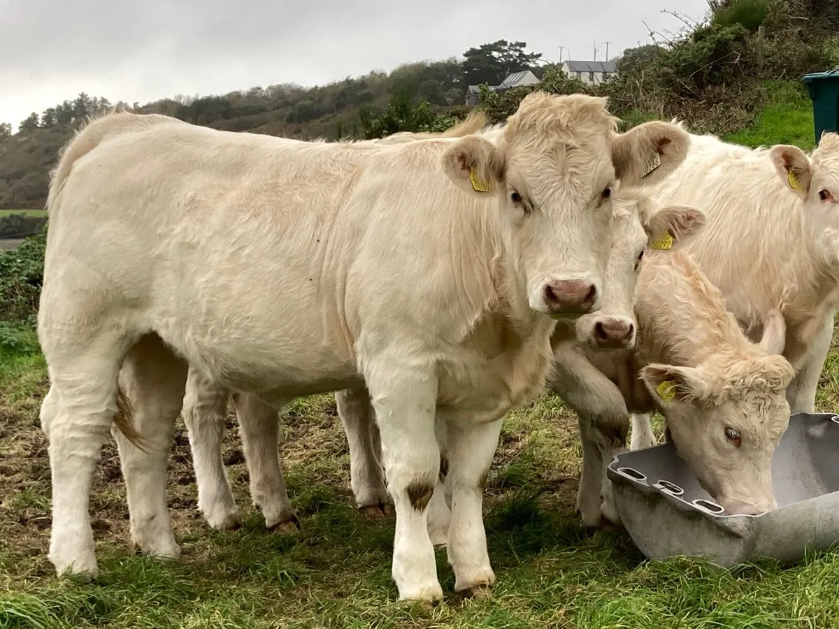 Heifers - Image 2
