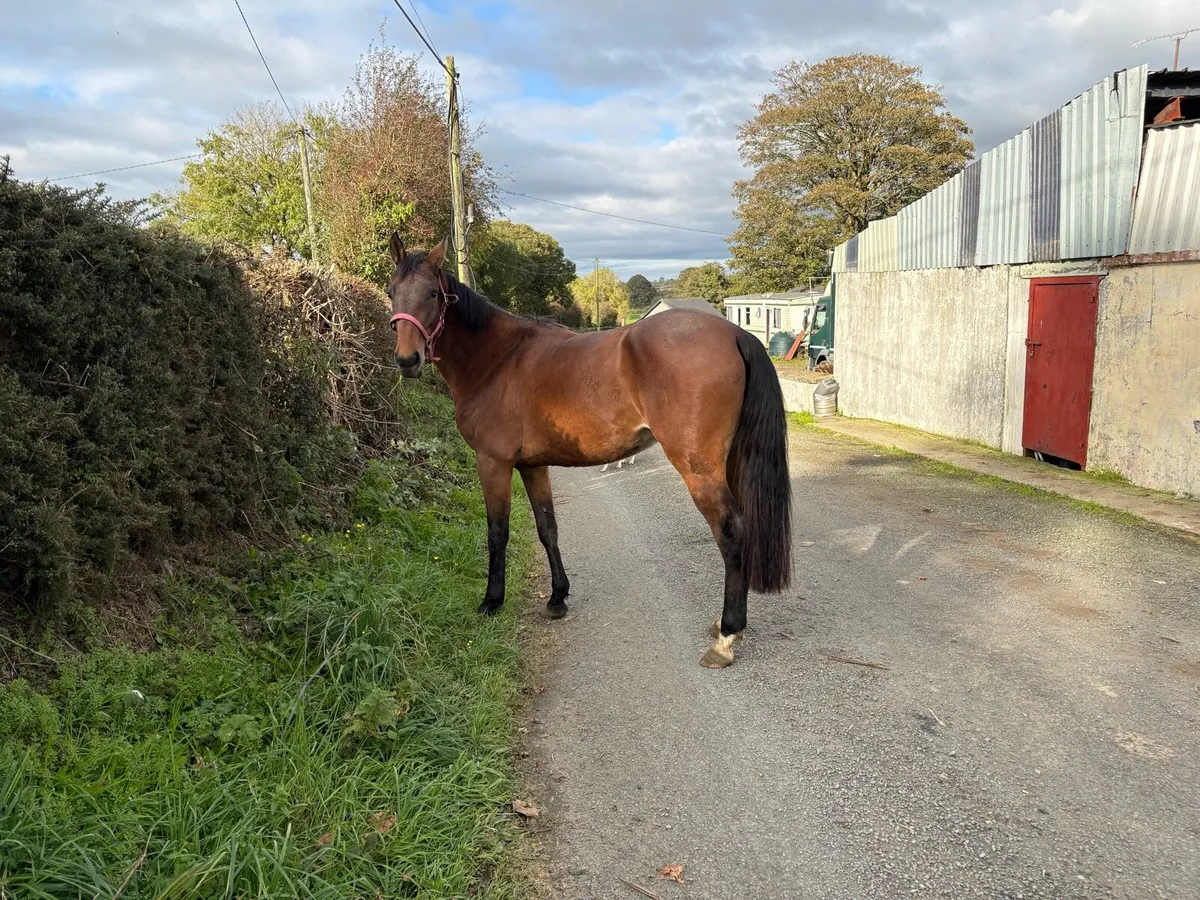 Selection of well bred horses for sale - Image 3