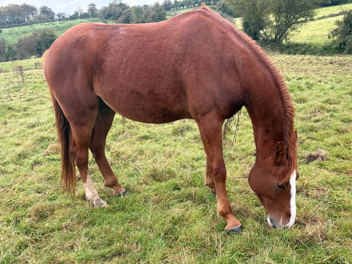 Selection of well bred horses for sale - Image 4