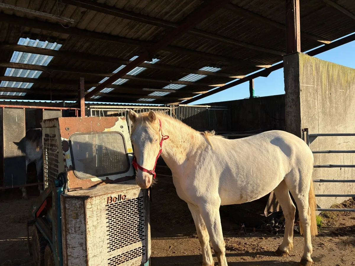 Selection of well bred horses for sale - Image 1
