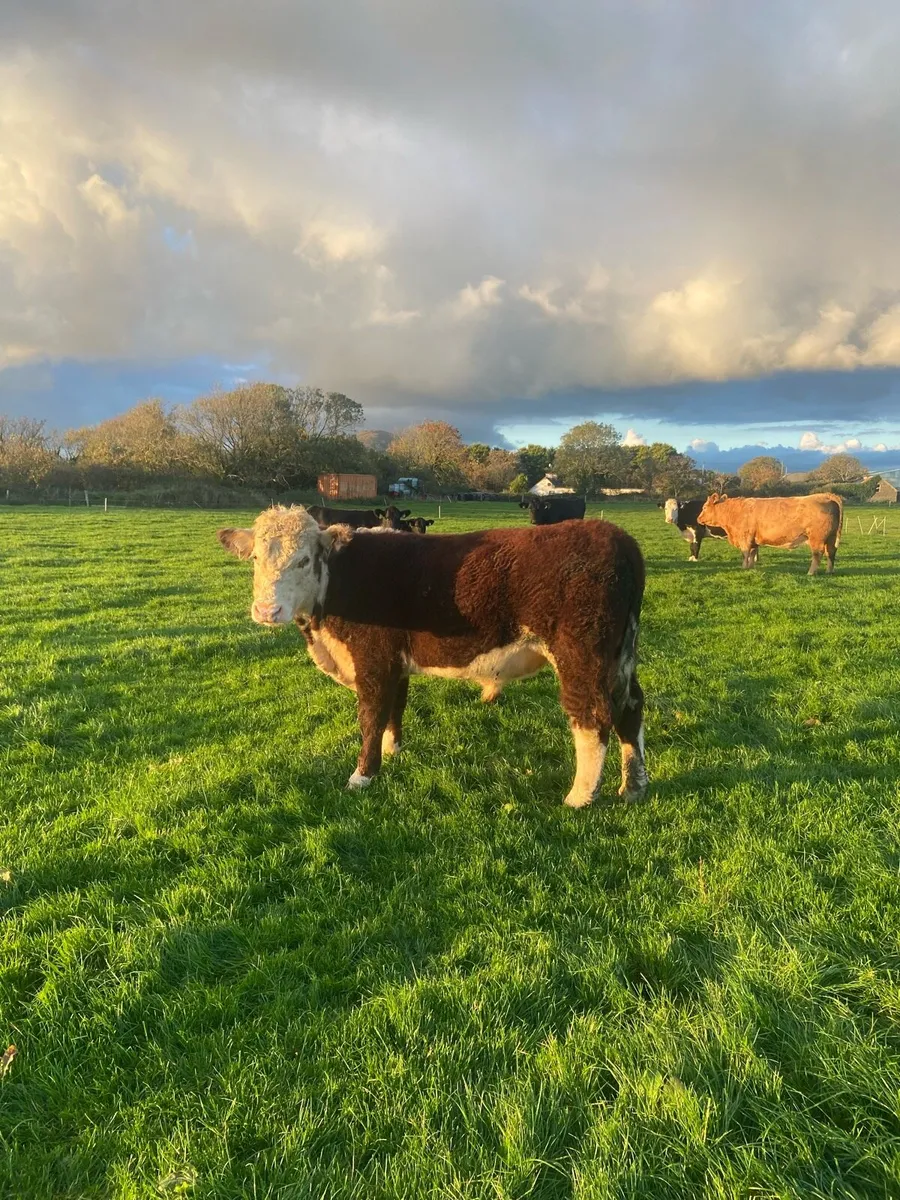 18 M Purebred Herford Bull Proven - Image 4