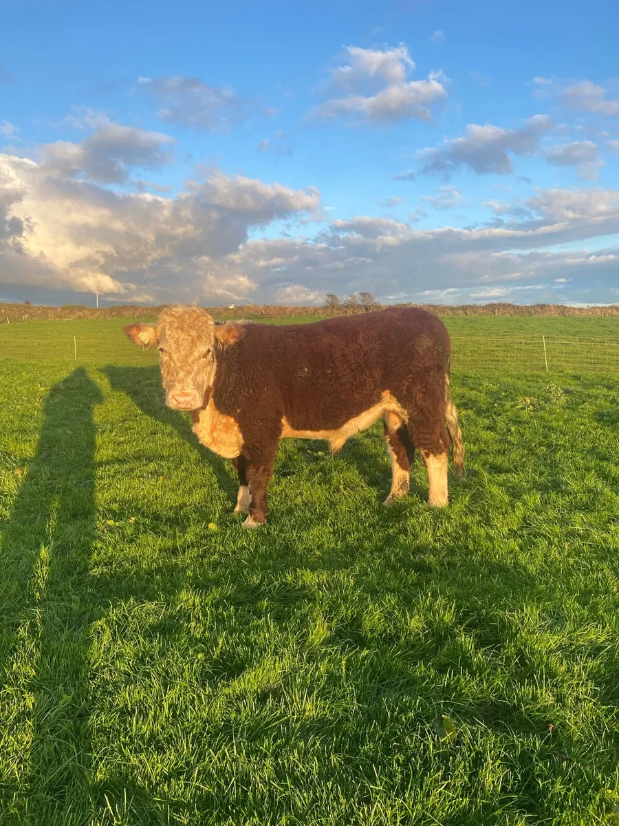 18 M Purebred Herford Bull Proven - Image 3