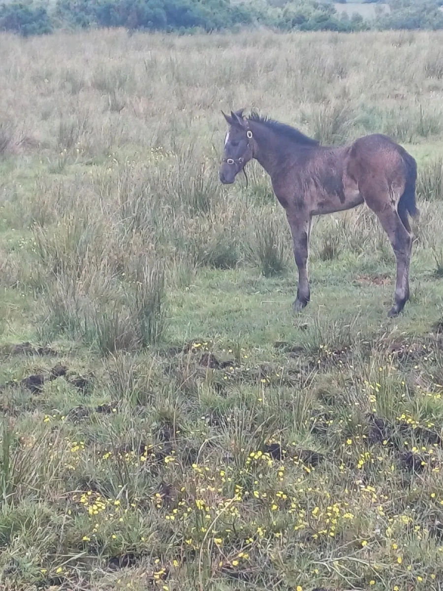 TIH Filly Foal - Image 3