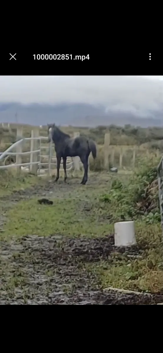 TIH Filly Foal - Image 1