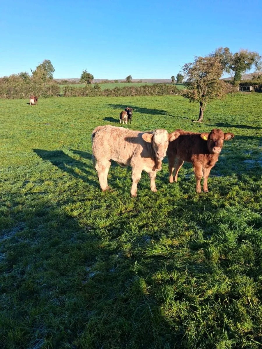 6 heifers - Image 3
