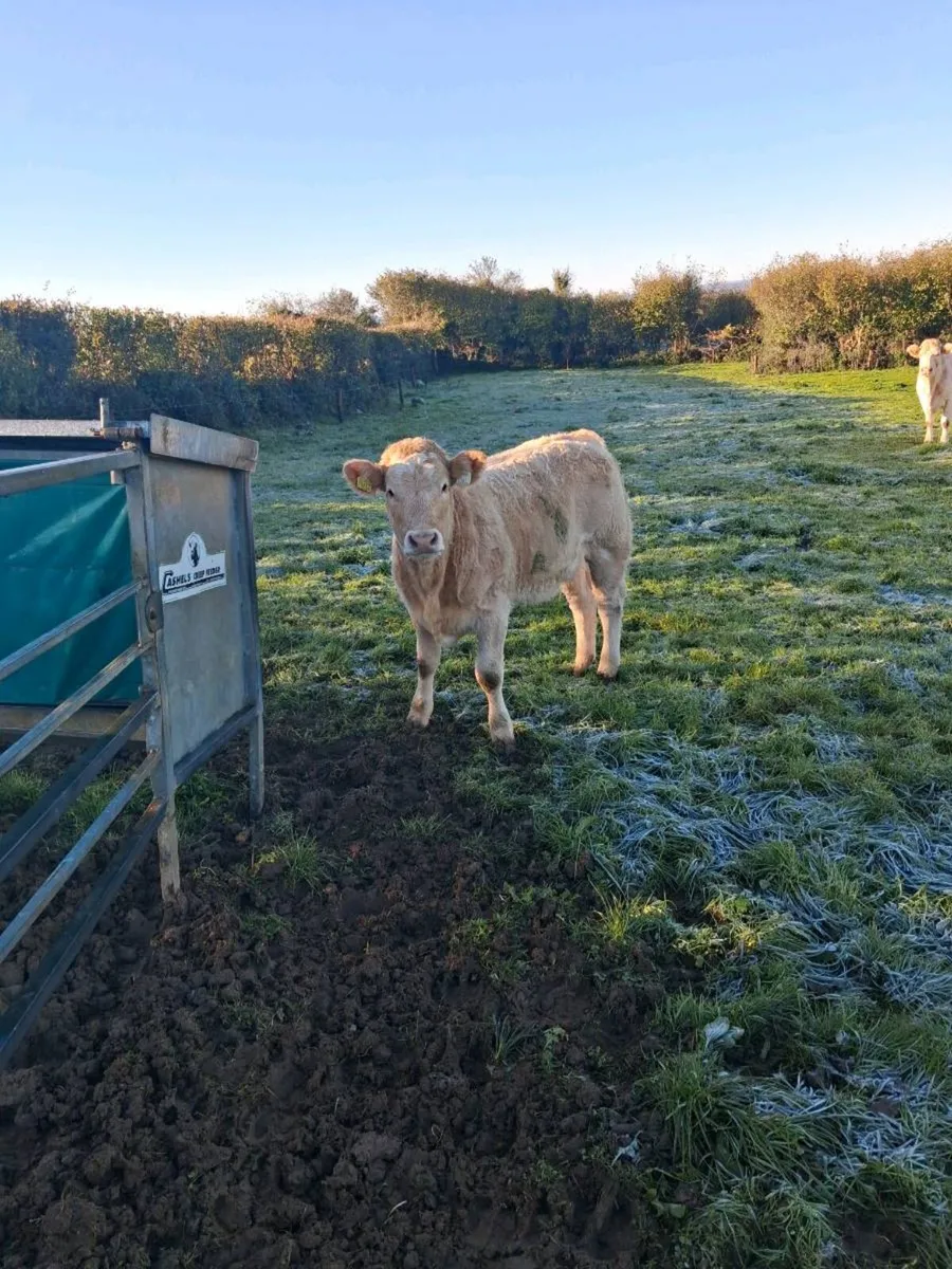 6 heifers - Image 4