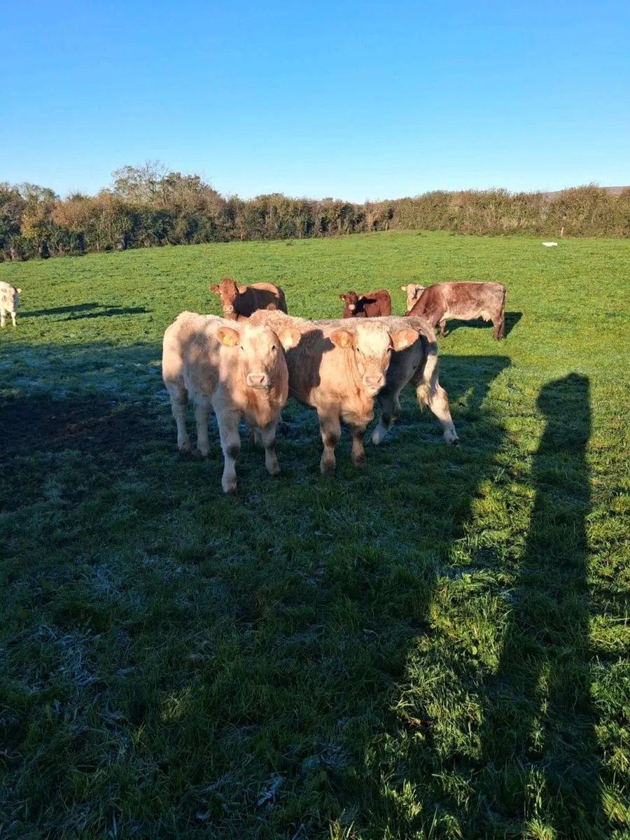 6 heifers - Image 1