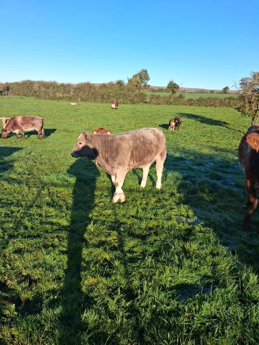 6 heifers - Image 2