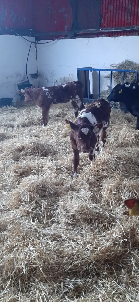 Cont calves for sale - Image 3